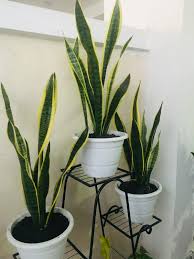 Jika selama ini hanya tanam pokok bunga atau hiasan dalam pasu apa kata lepas ini kita tukar pulak. Pokok Snake Plant Sensevieria Plant Yang Cantik Dan Subur Hijau Untuk Hiasan Indoor Blog Cik Matahariku