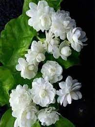 Nice Pictures Of Nature Flowers In 2021 Jasmine Flower Beautiful Flowers Beautiful Rose Flowers