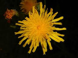 Image result for Sonchus luxurians