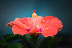 37 Of The Best Hibiscus Varieties Gardener S Path
