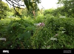 Image result for Pleurolobus gangeticus