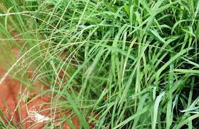 Image result for Digitaria compressa