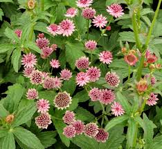 Image result for Astrantia major `Roma`