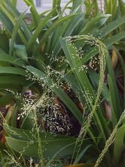 Image result for Eragrostis mildbraedii