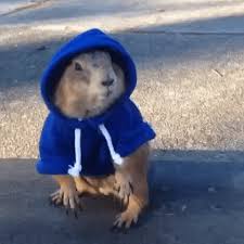Cats and kittens can be delightful additions to a family, and between 9 and 12 years old, children start to become more responsible, making this an ideal time to get a cat. Animals Wearing Clothes Gifs Get The Best Gif On Giphy