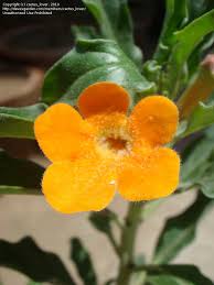 Image result for Pterodiscus elliottii