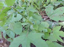 Image result for Hibiscus surattensis