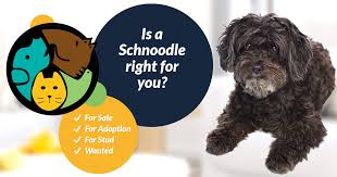 Find puppies, puppies for sale in the united kingdom, view our online directory information about a variety of puppies, puppies for sale including german shepherd, beagle, cocker spaniel and more puppies. Schnoodle Dogs And Puppies For Sale In The Uk