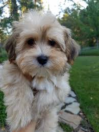 Check spelling or type a new query. Puppies California Havanese