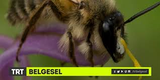 Trt Belgesel On Twitter Bee Insects Animals