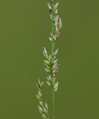 Image result for Steinchisma