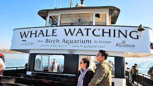 Most humpback whales spend their winters in the tropical paradise of hawaii. Peek Season Whale Watching Off San Diego Will Thar She Blows You Away Times Of San Diego