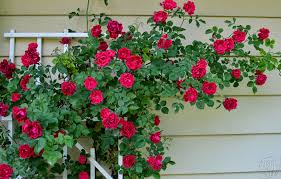 I will add a few comments including as to where i've seen these roses. All About Climbing Roses Stark Bro S