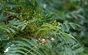 Maybe you would like to learn more about one of these? Pistacia Chinensis Landscape Plants Oregon State University
