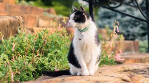 How do we keep cats away from the garden with natural deterrents and cat repellents? 36 How To Keep Cats Out Of Flower Beds And Gardens