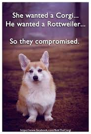 Pin By Melinda Chapman On Corgi Amore Corgi Corgi Quotes Corgi Dog