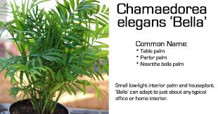 Palms include both tropical and subtropical plants and when grown indoors, bring a sense of the tropics and an exotic feel to your home. Neanthe Bella Palm Care Growing Chamaedorea Elegans Parlor Palm