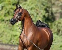 صور خيول روعة 2013 صور خيول عربيه 2013 2صور أجمل الخيول العربية الاصيلة 2013 Yahoo Image Search Results Beautiful Arabian Horses Horses Pretty Horses