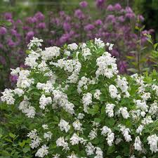 Image result for Exochorda