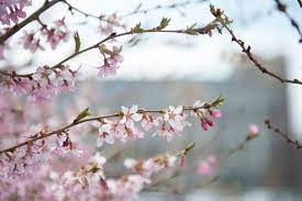 We formulated this mix specifically for the wildflower gardener that wants all the color with none of the hassle. Unpredictable Weather Patterns Requires Special Care And Attention For Spring Plants And Trees Says Expert Vtx Virginia Tech