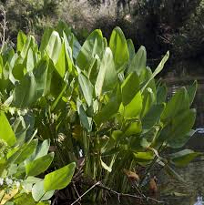 Image result for Thalia geniculata