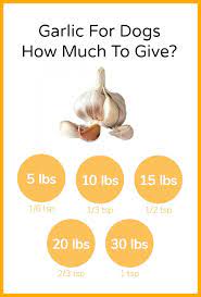 Can Dogs Eat Garlic The Bottom Line Garlic For Dogs Can Dogs Eat Dog Eating