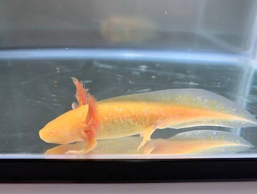 Golden Albino Axolotl