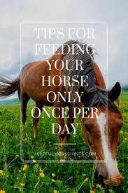 The average horse will intake 5 to 10 gallons of fresh water per day. 57 Horse Feed Ideas Horse Feed Horse Care Horses