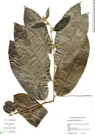 Image result for Dichapetalum