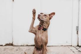 Beyond Au Revoir 10 Ways To Say Goodbye In French Like A Native Speaker With Examples And Context