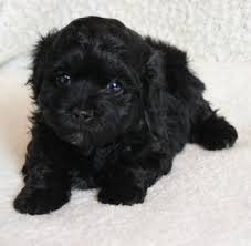 Black And White Havanese Puppy For Sale Puppies For Sale Havanese Puppies Havanese Havanese Puppies For Sale