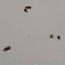 Large black beetle in arizona's sycamore canyons. Tiny Crawling Bugs In Bathroom Sink Trendecors
