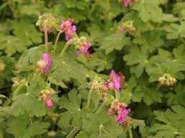 Image result for Geranium vagans
