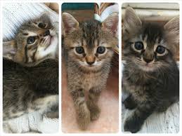Img 3897 Fotor Fotor Collage 21 Kedi Sahiplendirme Ucretsiz Kedi Sahiplendirme