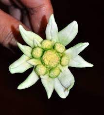 How To Make A Gumpaste Edelweiss Flower Tutorial Cake Central Edelweiss Flower Gum Paste Sugar Paste Flowers