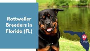 If you are in search of cheap rottweiler puppies for sale near me or rottweiler for adoption, buy rottweiler puppies from rottweiler spot. 34 Rottweiler Breeders In Florida Fl Rottweiler Puppies For Sale Animalfate