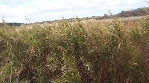 Image result for Phragmites karka