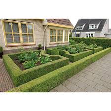 Mein eigenes haus im garten! Obi Buchsbaum Hohe Ca 20 30 Cm Topf Ca 1 L Buxus Kaufen Bei Obi