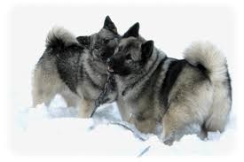 Image result for norský losí pes šedý