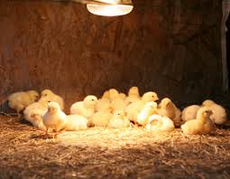 Uses infrared or regular bulbs up to 250 watt. Heat Lamps And Pets Fire 9 Prevention