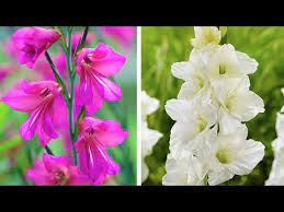 How To Plant Gladioli Summer Garden Guide Gladiolus Garden Guide Plants