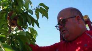 La cosecha del arbol de cherry o cerreza este verano. this summer cherry  harvest time.