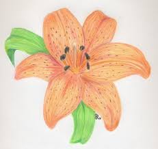 How to draw a tiger lily.we want to share to you the steps on how to draw tiger lily. Tiger Lily Lily Flower Drawing Easy Novocom Top
