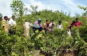 Social Forestry Programme In India Forestry Crop Land Ecology