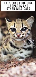 And as far as their personality goes, they are often likened to. Cats That Look Like Leopards Domestic Breeds That Look Like Big Cats