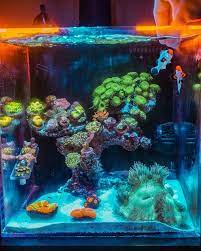 Else blood dies season 6 dieter giesing regie world of tanks t 25 crew skills semih sayginer 9 ball dvwp aggregate data. Feeding The Guard Of Tank Aquarium Fish Tank Marine Aquarium Marine Tank