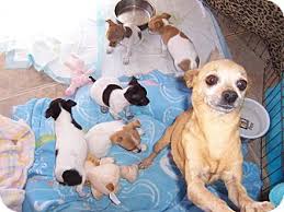 Golden retriever puppies are available for all sorts of pets and in many different designs and shapes. Tucson Az Chihuahua Meet Dixie Chic A Pet For Adoption