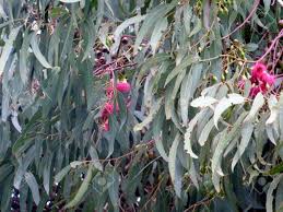 Image result for Phragmanthera cornetii