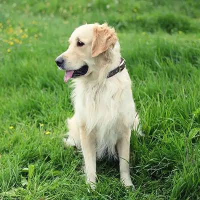 Golden Retriever Breed Guide | Hill's Pet US