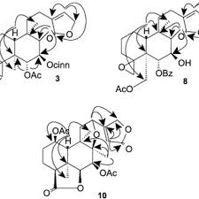 Image result for Tinnea antiscorbutica